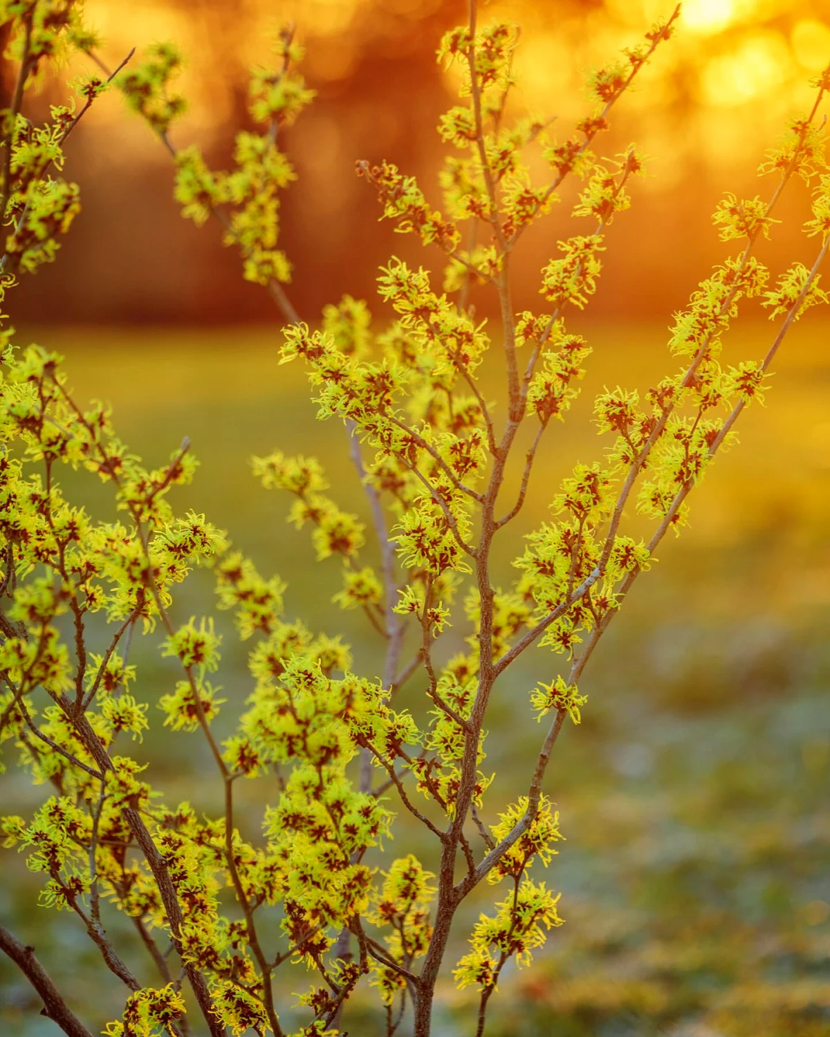 hamamelis fleurs jaunes au coucher du soleil