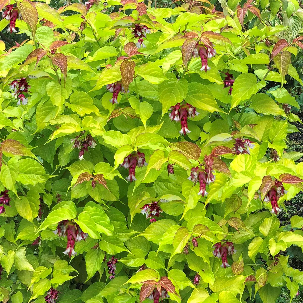 veycesteria formosa arbuste pour haie floraison feuillage vert