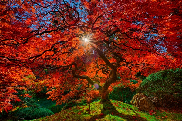 jardin-japonais-un-arbre-magnifique