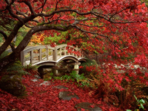 jardin-japonais-un-arbre-à-feuilles-rouges-et-un-joli-pont