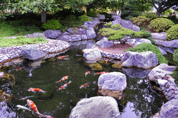 jardin-japonais-un-lac-avec-des-poissons-décoratives