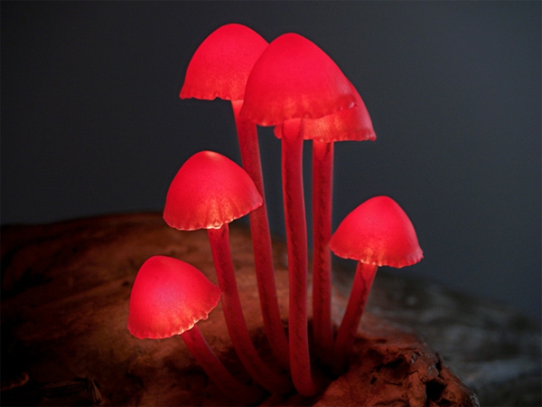 lampe-champignon-une-groupe-de-champignogns