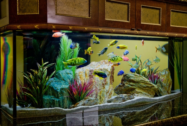 meuble-aquarium-armoire