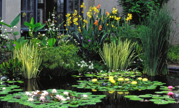 jardin-aquatique-devant-la-maison