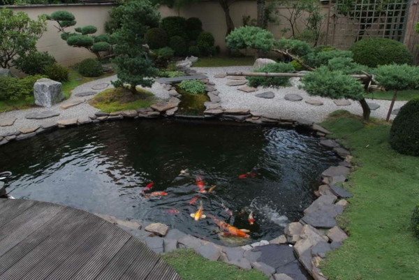 jardin-aquatique-petite-étang-et-poissons-et-jolis-bonzais