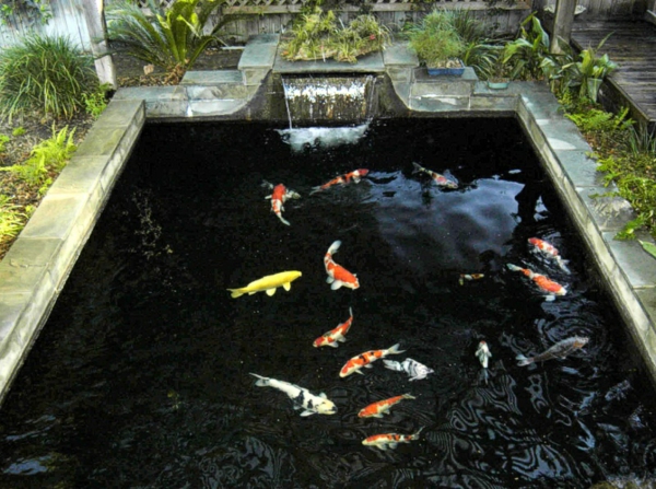jardin-aquatique-une-petite-piscine-entérrée