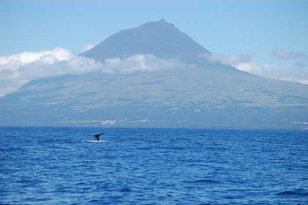 Portugal-Archipelago-of-azores-paysage-océan-mer-animaux-resized