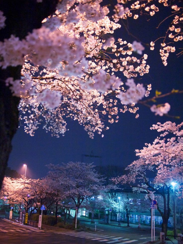 cerisier-japonais-la-beauté-des-cerisiers-japonais