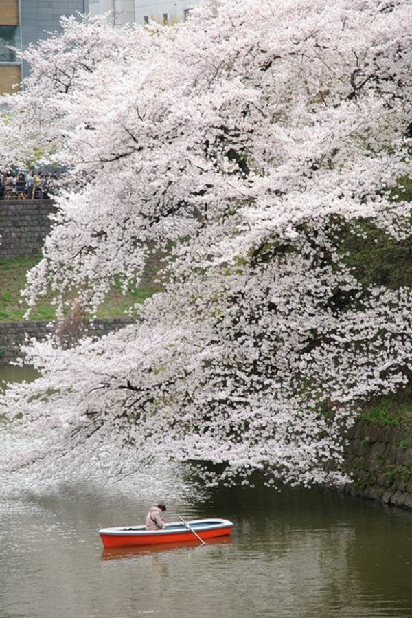 cerisier-japonais-et-petite-barque-sous-lui