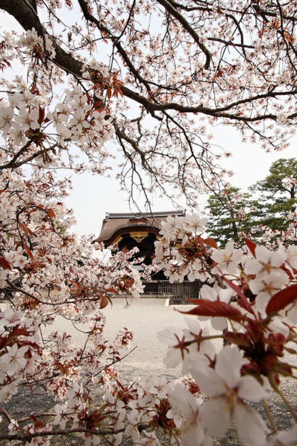 cerisier-japonais-Hanami-au-Japon