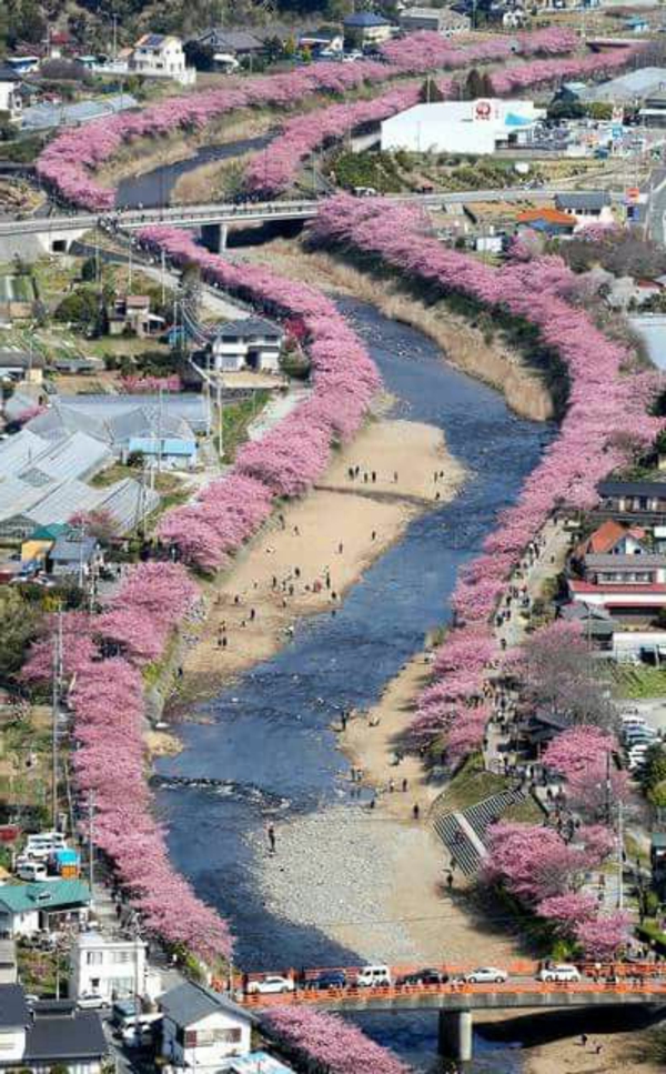 cerisier-japonais-Kyoto-au-printemps