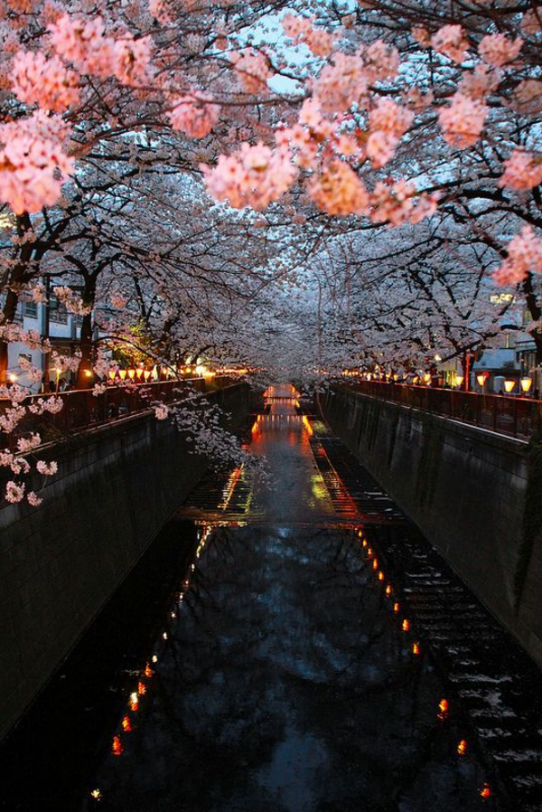 cerisier-japonais-Meguro-au-printemps