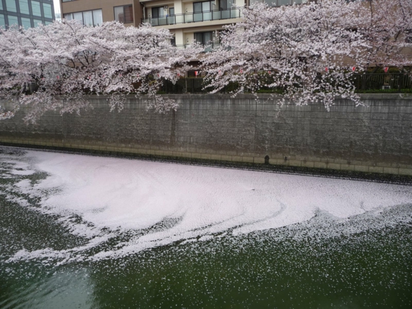 cerisier-japonais-Meguro