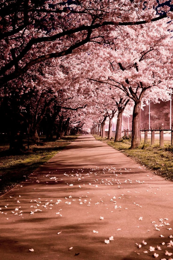 cerisier-japonais-allée-printanière