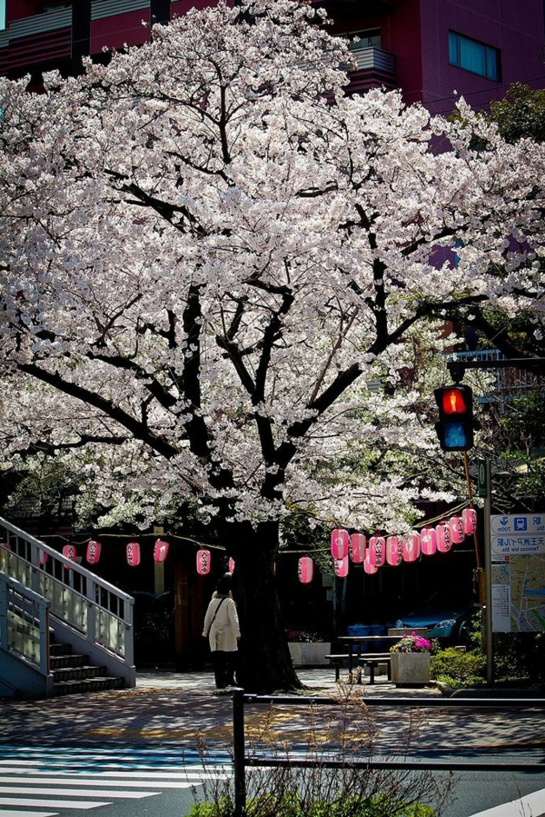 cerisier-japonais-au-mois-d'avril-et-lanternes-roses