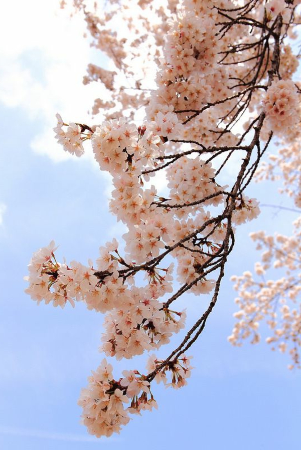 cerisier-japonais-branche-magnifique-fleurie