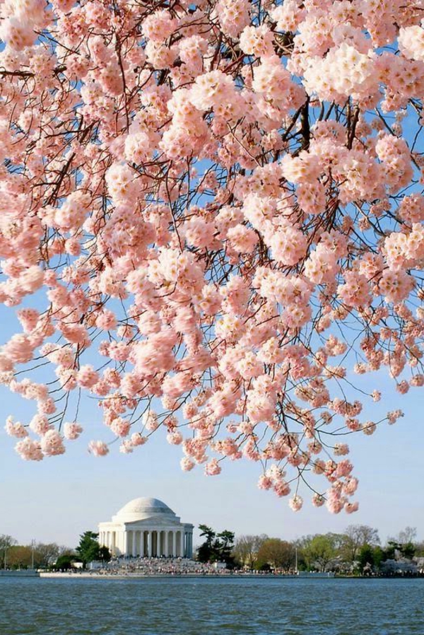 cerisier-japonais-cerisier-fleuri-à-Washington