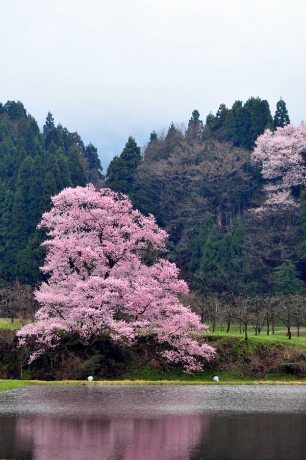 cerisier-japonais-cerisier-solitaire