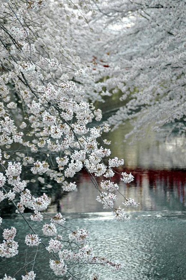 cerisier-japonais-cerisiers-penchés-au-dessus-de-la-rivière