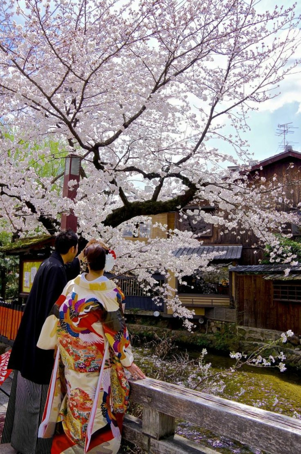 cerisier-japonais-contemplation-des-fleurs-magnifiques