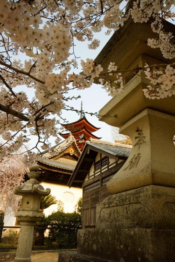 cerisier-japonais-des-temples-de-Hiroshima