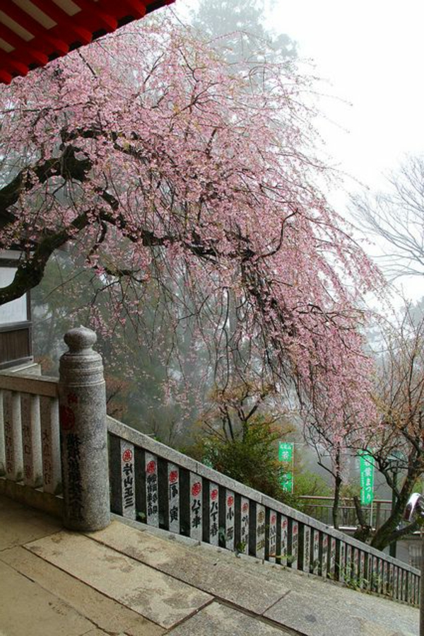 cerisier-japonais-devant-le-temple