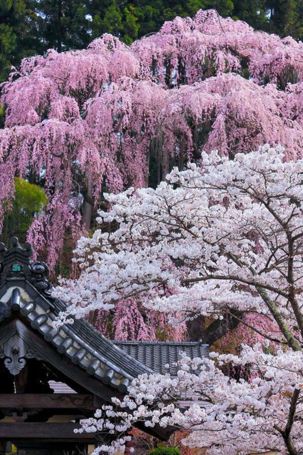 cerisier-japonais-différentes-couleurs