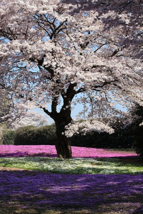 cerisier-japonais-et-plaine-printanière