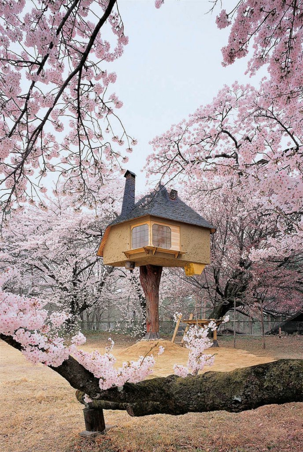 cerisier-japonais-et-une-petite-maison-surélevée