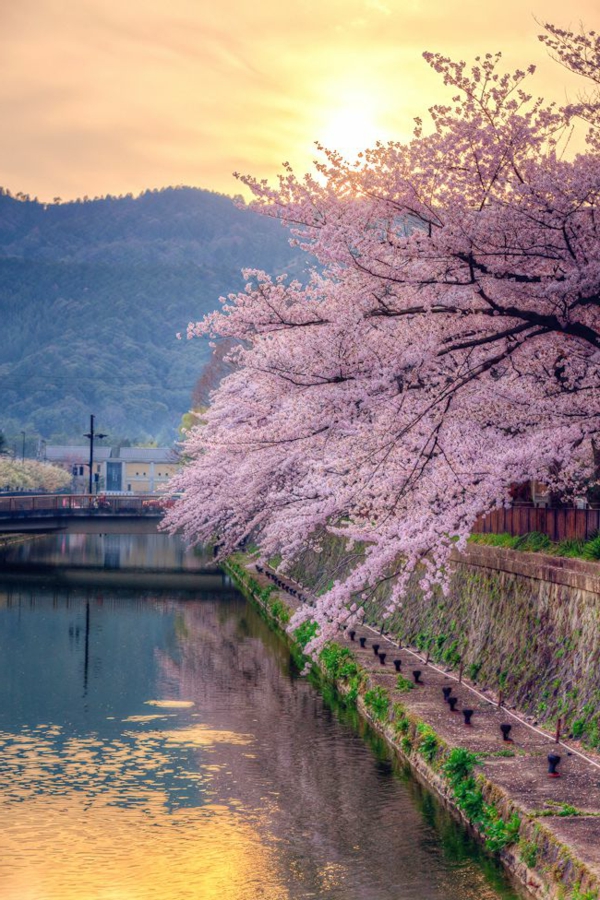 cerisier-japonais-floraison-au-dessus-du-canal