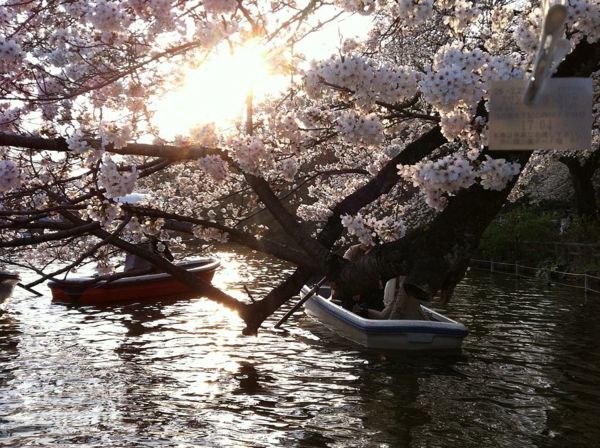 cerisier-japonais-floraison-au-dessus-d'un-lac