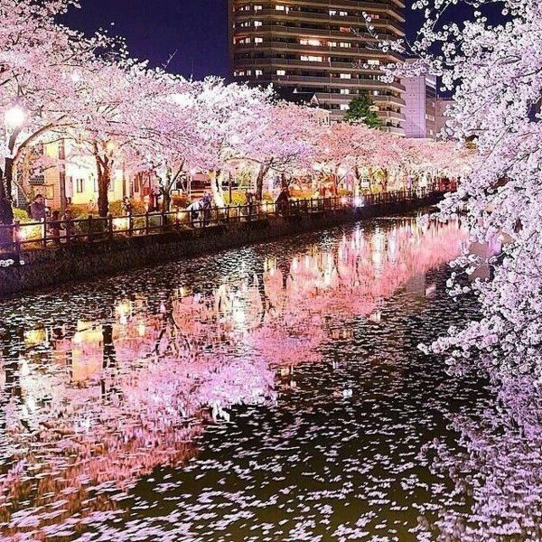 cerisier japonais la floraison des cerisiers au printemps