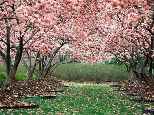 cerisier-japonais-la-floraison-japonaise-du-cerisier