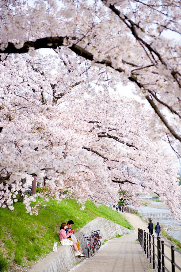 cerisier-japonais-la-fête-des-cerisiers