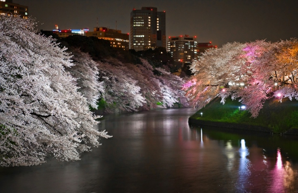 cerisier-japonais-la-rivière-et-les-cerisiers