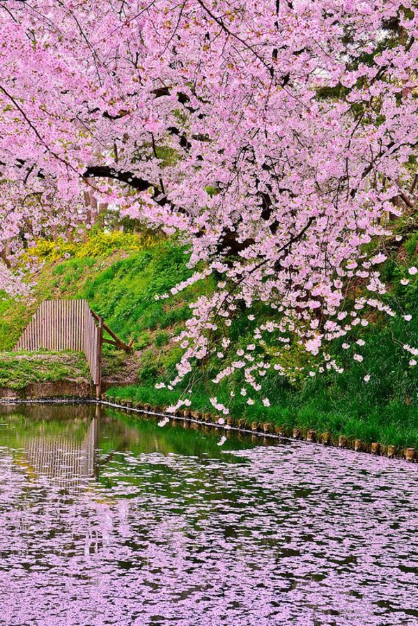 cerisier-japonais-la-rivière-rose