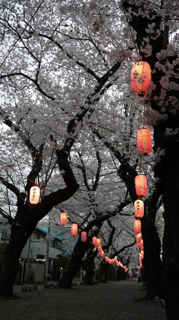 cerisier-japonais-lanternes-japonaises-allumées