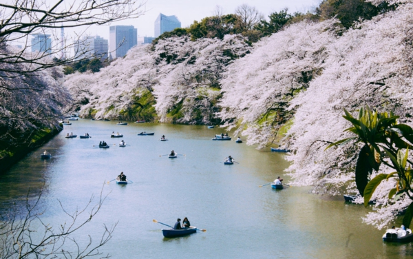 cerisier-japonais-le-sakura-au-dessus-de-la-rivière