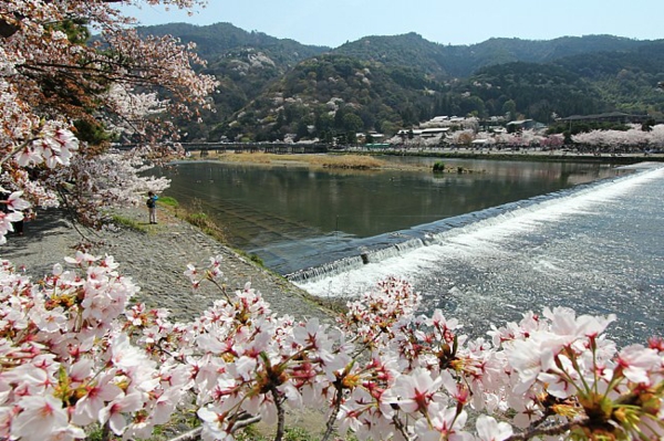 cerisier-japonais-les-cerisiers-à-Kyoto