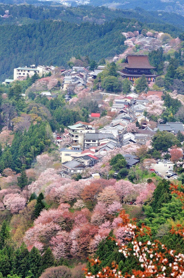 cerisier-japonais-paysage-japonais