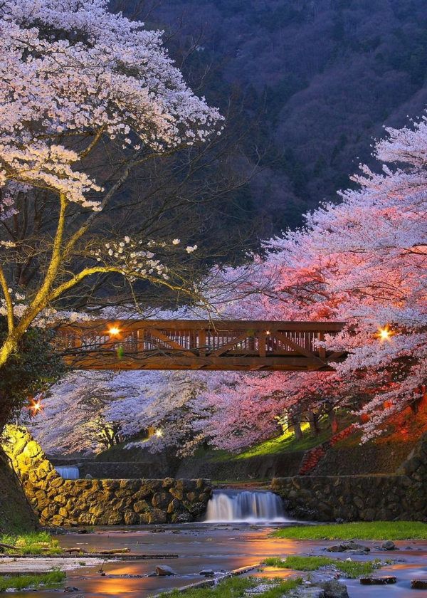 cerisier-japonais-paysage-unique