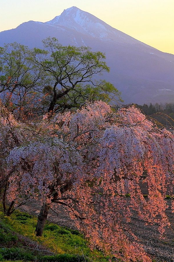 cerisier-japonais-pleureur-épanoui
