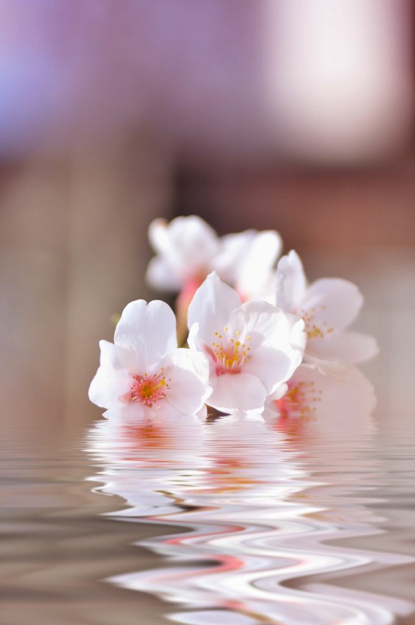 cerisier-japonais-pétales-roses-dans-l'eau