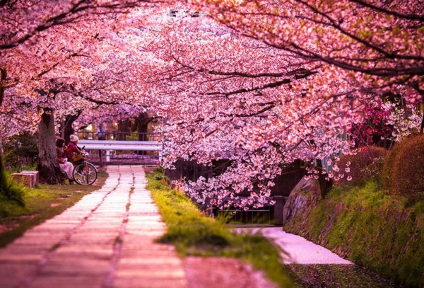cerisier-japonais-pétales-roses-épanouis