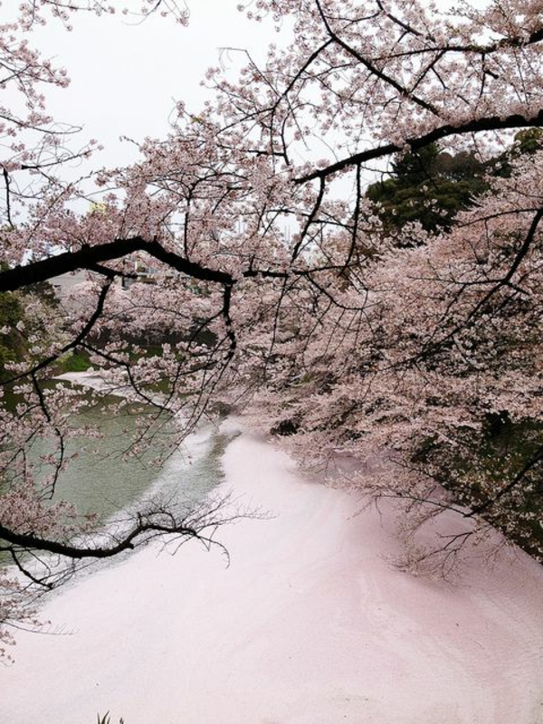 cerisier-japonais-rivière-rose-de-pétales