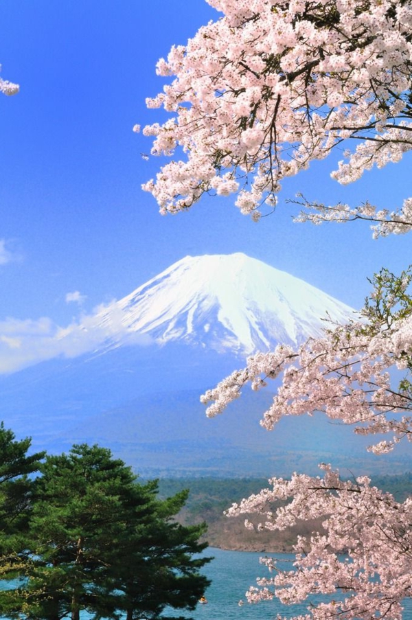 cerisier-japonais-sommet-de-montagne-enneigé