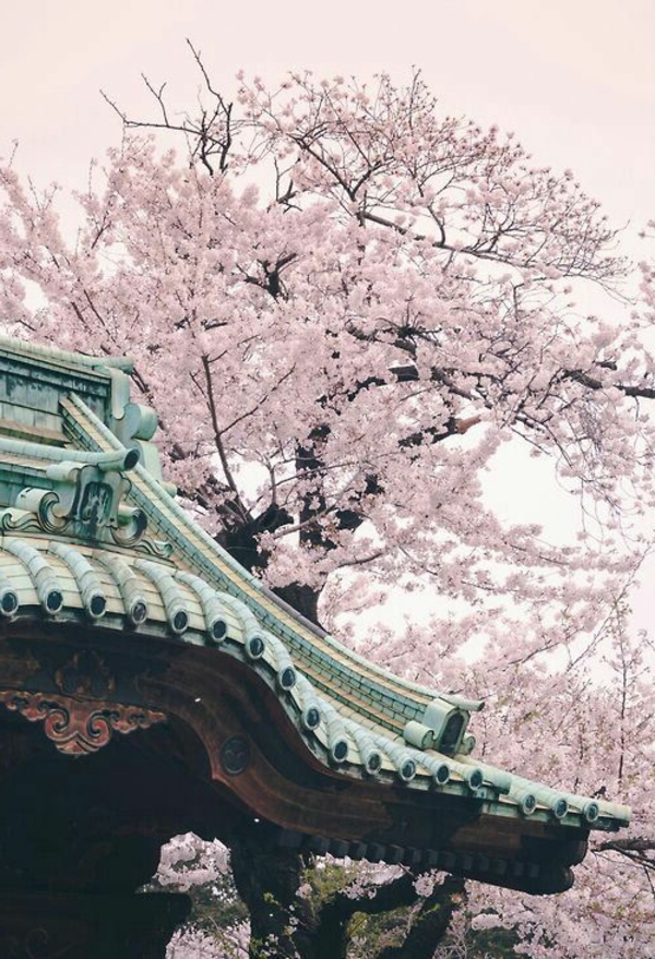 cerisier-japonais-toiture-de-temple-japonais