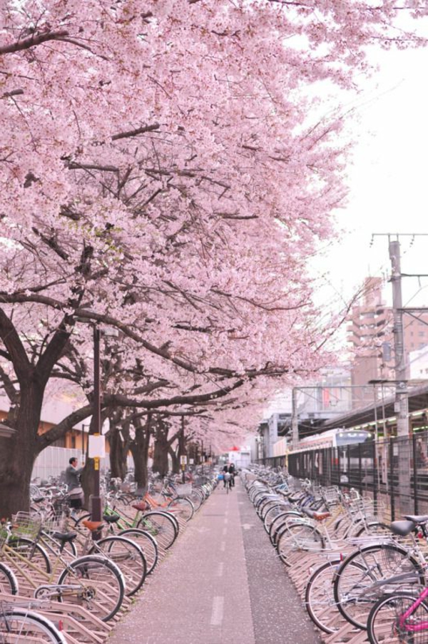 cerisier-japonais-ubne-allée-pour-les-vélos