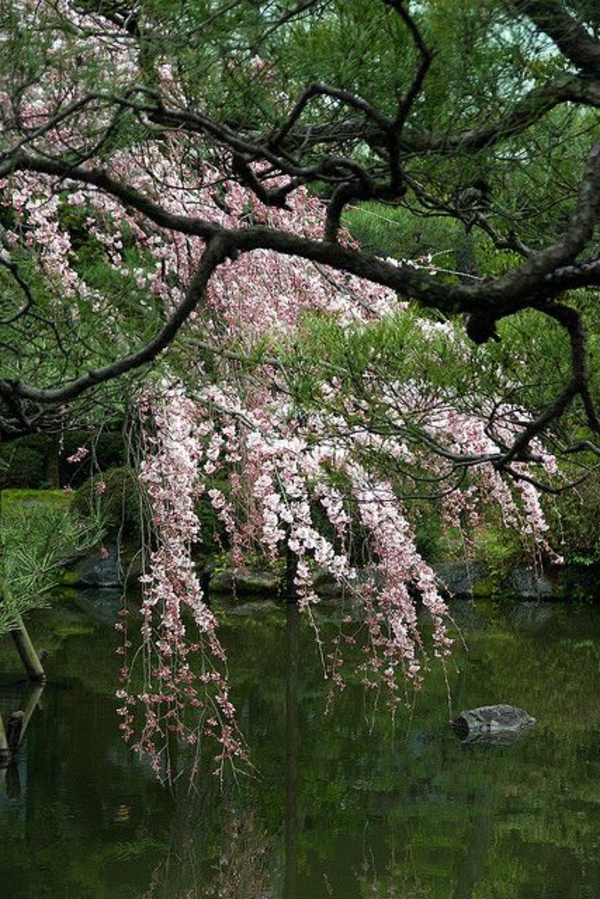 cerisier-japonais-un-arbre-pleureur-fleuri