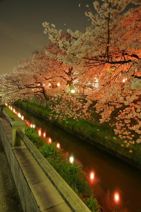 cerisier-japonais-un-canal-magnifique